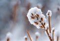 Snow on little dry fruits of plant on ege of forest, seed head covered with snow