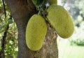 Amidst lush foliage, a green jackfruit hangs from a tree, promising a delicious meal