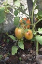 Tomato Farming
