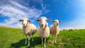 Three curious sheep stand in a open green field Royalty Free Stock Photo