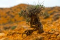 Sturdy desert plant rises from rust-hued earth, its survival a stark symbol of life's persistence in desolation.