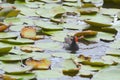 Gallinula chloropus swimming in the lotus pond eating plankton Royalty Free Stock Photo