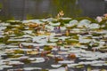 Gallinula chloropus swimming in the lotus pond eating plankton Royalty Free Stock Photo