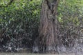 Old plants in mangrove forests