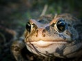 Amietophrynus rangeri Royalty Free Stock Photo