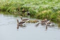 Amily Greylag geese, Anser anser, with flock of chicks