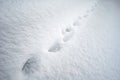 Aminal tracks on snow Royalty Free Stock Photo