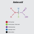 Amino acid labeled diagram vector illustration drawing biochemistry amino groups