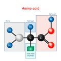 Amino acid. structural formula and model of molecule