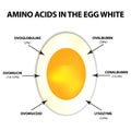 Amino acids in egg white. Infographics. Vector illustration on isolated background.