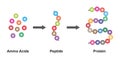 Amino acids, Peptides And Proteins