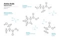 Amino Acids Special Cases. Selenocysteine, Cysteine, Proline, Glycine. Structural Chemical Formula and Line Model of Molecule.