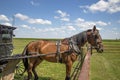 Jamesport Missouri Amish horse and buggy Royalty Free Stock Photo