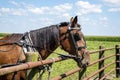 Jamesport Missouri Amish horse and buggy Royalty Free Stock Photo