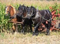 Amish Belgian Horses In Cornfield Royalty Free Stock Photo