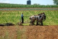 Amish Boy Plowing the Field with 5 Horses Pulling Plow to Turn Over Fields to get Ready for Planting