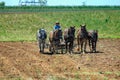 Amish Boy Plowing the Field with 5 Horses Pulling Plow to Turn Over Fields to get Ready for Planting