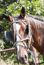 Amish buggy horse Royalty Free Stock Photo