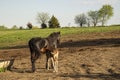 Amish buggy horse and colt Royalty Free Stock Photo