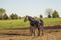 Amish buggy horse and colt Royalty Free Stock Photo