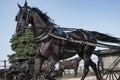 Amish buggy horse Royalty Free Stock Photo