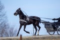 Amish buggy horse Royalty Free Stock Photo