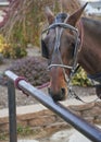 Amish horse tied to hitching post Royalty Free Stock Photo