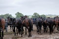 Amish buggy horses