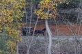 Amish Buggy Traveling Down a Country Road in Autumn, Ohio Royalty Free Stock Photo