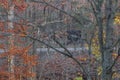 Amish Buggy Traveling Down a Country Road in Autumn, Ohio Royalty Free Stock Photo