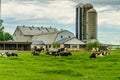 Amish country farm barn field agriculture and grazing cows in Lancaster, PA Royalty Free Stock Photo