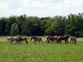 Amish work horses relax in the field Royalty Free Stock Photo