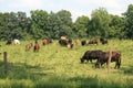 Amish Farm Royalty Free Stock Photo