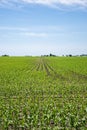 Amish farm and corn field Royalty Free Stock Photo