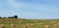 Iowa Amish farm oat shocks in the Summer