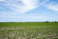 Amish farm and soybean field,buildings,crop, Royalty Free Stock Photo