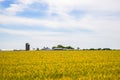 Amish farm and wheat field Royalty Free Stock Photo
