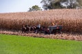 Amish Farmer Harvesting Corn