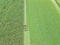 Aerial drone image of an Amish Farmer plowing a corn field during harvest season with a horse drawn plow