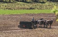 Amish Farmer Plowing Field After Corn Harvest with 6 Horses