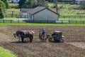 Amish Farmer Plowing Field After Corn Harvest with 6 Horses