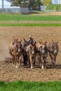Amish Farmer Plowing Field Royalty Free Stock Photo