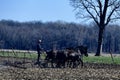 Amish Farmer Plowing