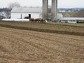 Amish farmer with a team of mules