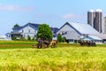 Amish Farmer Uses Horse Team