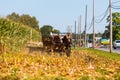 Amish Farmer Using Mules