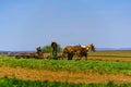 Amish Farmer wit Team of Horses in Field