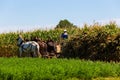 Amish Farmers Harvesting Corn Crop