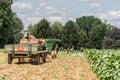 Amish Farmers Harvesting Tabacco in Lancaster County, Pennsylvania