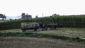 Amish Farmers Harvesting Their Crops 4